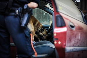 malinois searching after drugs