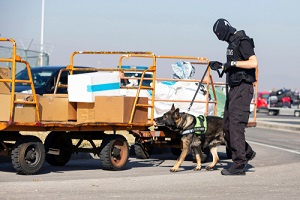 specialized dog in a training at the airport for searching and seizing of illegal drugs