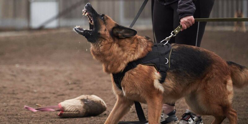 dog protects its owner and barks at trainer