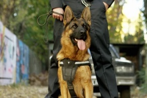 police german shephard sitting with cop