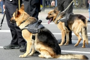 two german shephard dogs on duty in the street