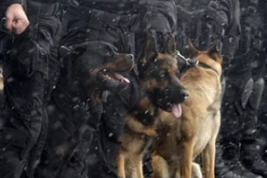 various police dogs with cops